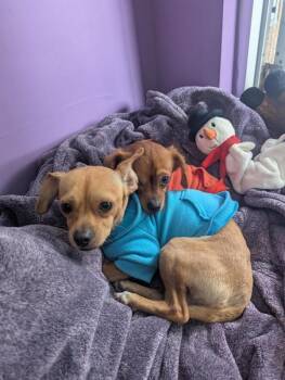 Chihuahua Dogs Available for Adoption in Santa Rosa, California - Sheba | PetCurious