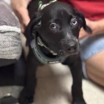 Frito -  Mixed Breed Dog for Adoption in Green Valley, Arizona - Frito | PetCurious