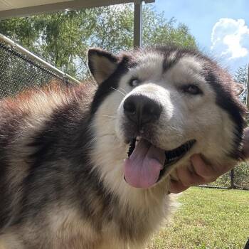Leo -  Mixed Breed Dog for Adoption in Chattanooga, Tennessee - Leo | PetCurious