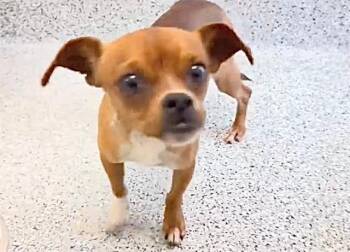 BAMBINO -  Chihuahua and Dachshund Dog for Adoption in Houston, Texas - BAMBINO | PetCurious