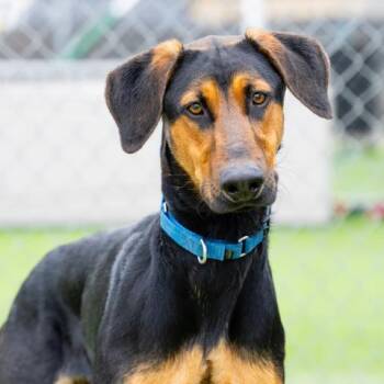 SAMSON -  Doberman Pinscher and German Shepherd Dog Dog for Adoption in Camarillo, California - SAMSON | PetCurious