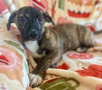 Dachshund and Hound Dogs Available for Adoption - Carter | PetCurious