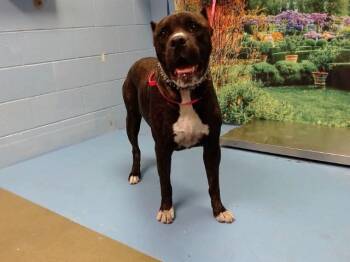 A552439 -  Mastiff Dog for Adoption in Moreno Valley, California - A552439 | PetCurious