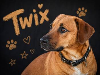 German Shepherd Dog Dogs Available for Adoption in Livingston, Texas - Twix  | PetCurious