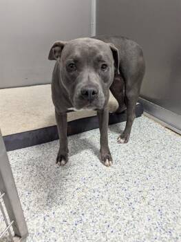 Rescue Pit Bull Terrier Dogs for Adoption in Brunswick, Georgia - DOVE | PetCurious