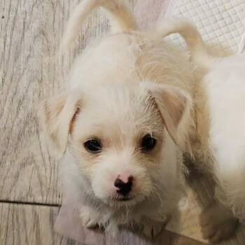 Terrier Dogs Available for Adoption - Rocky | PetCurious