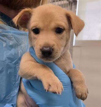 SALAMI -  Husky Dog for Adoption in San Antonio, Texas - SALAMI | PetCurious