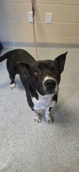 Rescue Mixed Breed Dogs for Adoption in Reidsville, North Carolina - Bro | PetCurious