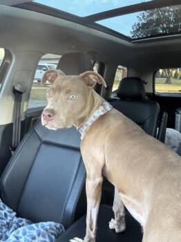 Terrier Dogs Available for Adoption - Norman | PetCurious