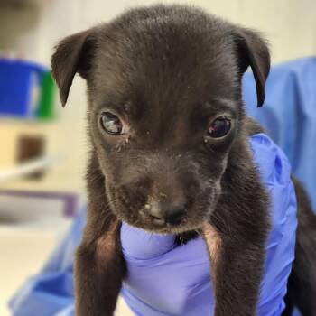 Mixed Breed Dogs Available for Adoption - Ocean | PetCurious