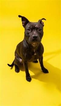 MIATA -  Mixed Breed Dog for Adoption in Jacksonville, Florida - MIATA | PetCurious