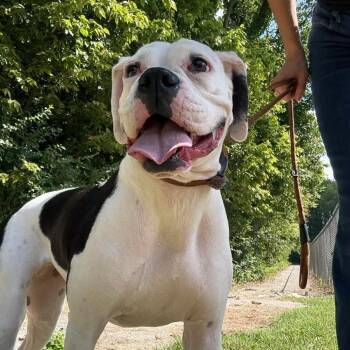 Dottie -  Mixed Breed Dog for Adoption in Jeffersonville, Indiana - Dottie | PetCurious