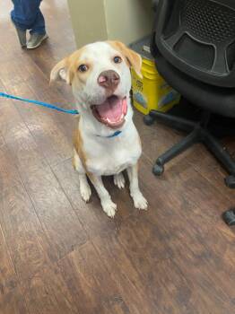 Dog Kennel #37 Rebel -  Labrador Retriever and Mixed Breed Dog for Adoption in Greenville, Texas - Dog Kennel #37 Rebel | PetCurious