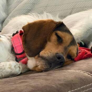 Mixed Breed Dogs Available for Adoption in Fredericksburg, Virginia - Betty | PetCurious