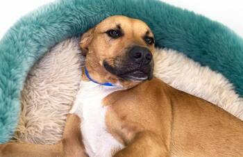 LILLY -  Labrador Retriever and Mixed Breed Dog for Adoption in Fort Lauderdale, Florida - LILLY | PetCurious