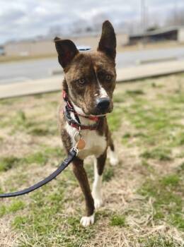Rescue Mixed Breed Dogs for Adoption in Dickson, Tennessee - Leilani | PetCurious