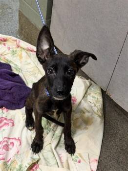 TAMAGOTCHI -  Mixed Breed Dog for Adoption in Jacksonville, Florida - TAMAGOTCHI | PetCurious