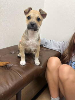 Rescue Labrador Retriever Dogs for Adoption in New York, New York - Butter (TX) | PetCurious