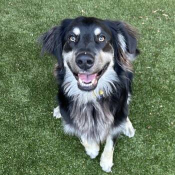 Mixed Breed Dogs Available for Adoption in Asheville, North Carolina - Smokey | PetCurious