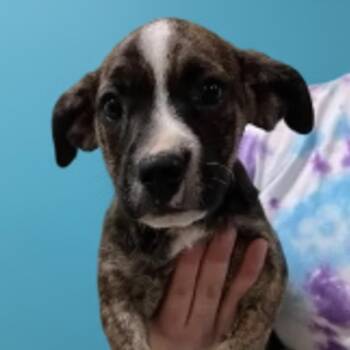 Brandy -  Mixed Breed Dog for Adoption in Elyria, Ohio - Brandy | PetCurious