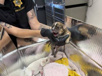 A254722 -  German Shepherd Dog and Mixed Breed Dog for Adoption in Visalia, California - A254722 | PetCurious