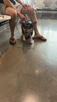 VIPER -  German Shepherd Dog and Mixed Breed Dog for Adoption in Houston, Texas - VIPER | PetCurious