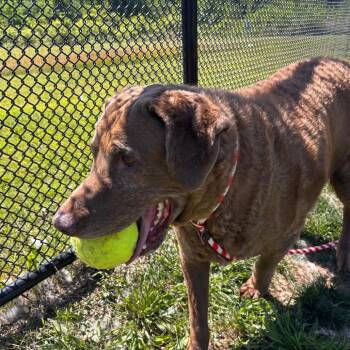 Bubba -  Labrador Retriever Dog for Adoption in York, Pennsylvania - Bubba | PetCurious