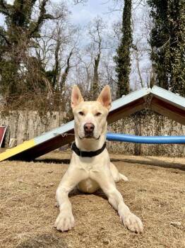 ARLO -  Carolina Dog and Mixed Breed Dog for Adoption in Dedham, Massachusetts - ARLO | PetCurious