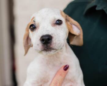 Sprinkle -  Hound and American Staffordshire Terrier Dog for Adoption in Mont Belvieu, Texas - Sprinkle | PetCurious