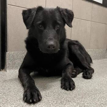 Darius -  Retriever Dog for Adoption in Oak Brook, Illinois - Darius | PetCurious