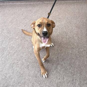 Beamer -  Labrador Retriever Dog for Adoption in Brentwood, Missouri - Beamer | PetCurious