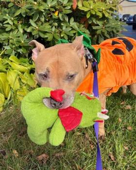 Rambo -  American Staffordshire Terrier Dog for Adoption in Fairhaven, Massachusetts - Rambo | PetCurious