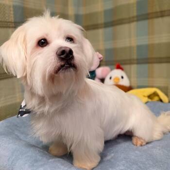 Astro -  Maltese Dog for Adoption in Gainesville, Texas - Astro | PetCurious
