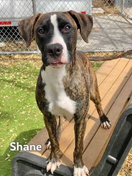 American Staffordshire Terrier and Mixed Breed Dogs Available for Adoption in Fort Myers, Florida - TANK | PetCurious