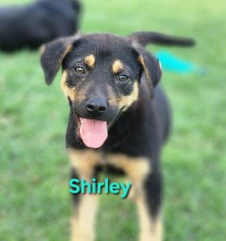 Dachshund and Beagle Dogs Available for Adoption in Austin, Texas - Shirley | PetCurious