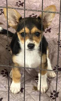 Corgi and Chihuahua Dogs Available for Adoption in Lampasas, Texas - Pixie, Trixie And Ziggy! | PetCurious