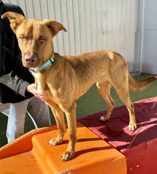 Mixed Breed and American Staffordshire Terrier Dogs Available for Adoption in Houston, Texas - Redding | PetCurious