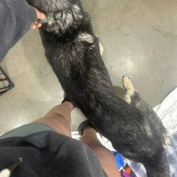 Kenai -  Husky Dog for Adoption in Bismarck, North Dakota - Kenai | PetCurious