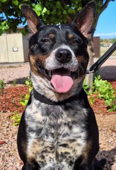 Rescue Australian Cattle Dog Blue Heeler Dogs for Adoption in Payson, Arizona - Spot | PetCurious
