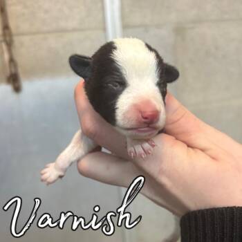 Chihuahua and Mixed Breed Dogs Available for Adoption in Hillsboro, Ohio - Varnish | PetCurious
