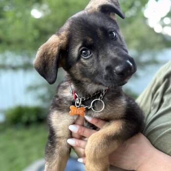 Ember -  Mixed Breed Dog for Adoption in Rochester, Minnesota - Ember | PetCurious
