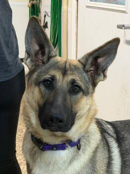 Luna -  German Shepherd Dog Dog for Adoption in Amery, Wisconsin - Luna | PetCurious