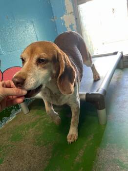 Plum - At shelter available 10/8 -  Beagle Dog for Adoption in Rustburg, Virginia - Plum - At Shelter Available 10/8 | PetCurious