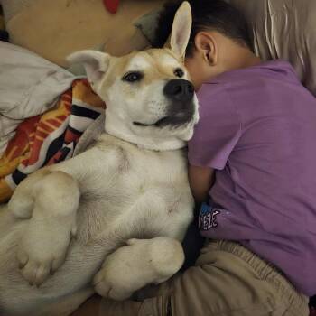 Shepherd Dogs Available for Adoption - Reese | PetCurious