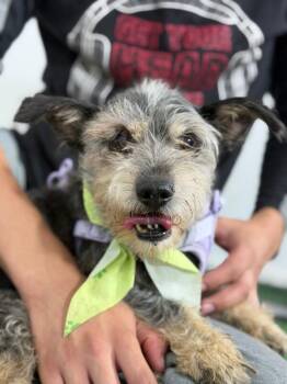 Mr bigotes-One of our Amazing Rescue Dogs -  Schnauzer and Border Terrier Dog for Adoption in Carlsbad, California - Mr Bigotes-One Of Our Amazing Rescue Dogs | PetCurious