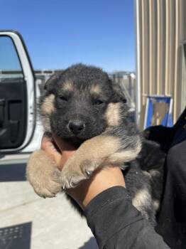Max -  German Shepherd Dog Dog Available for Adoption in Victorville, California - Max | PetCurious