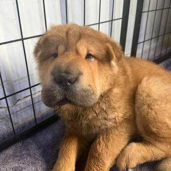 Louie -  Shar Pei Dog for Adoption in Alma, Michigan - Louie | PetCurious