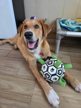 Madison -  Golden Retriever Dog for Adoption in Southlake, Texas - Madison | PetCurious