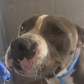 Macho -  Pit Bull Terrier Dog for Adoption in Yuma, Arizona - Macho | PetCurious