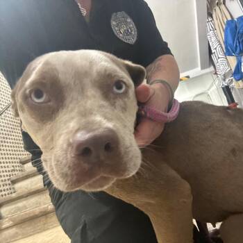 Star -  Pit Bull Terrier Dog for Adoption in Newark, New Jersey - Star | PetCurious